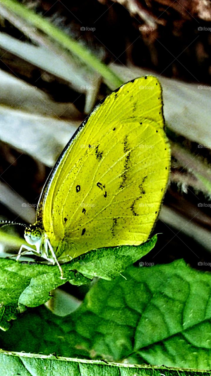 Yellow Butterfly