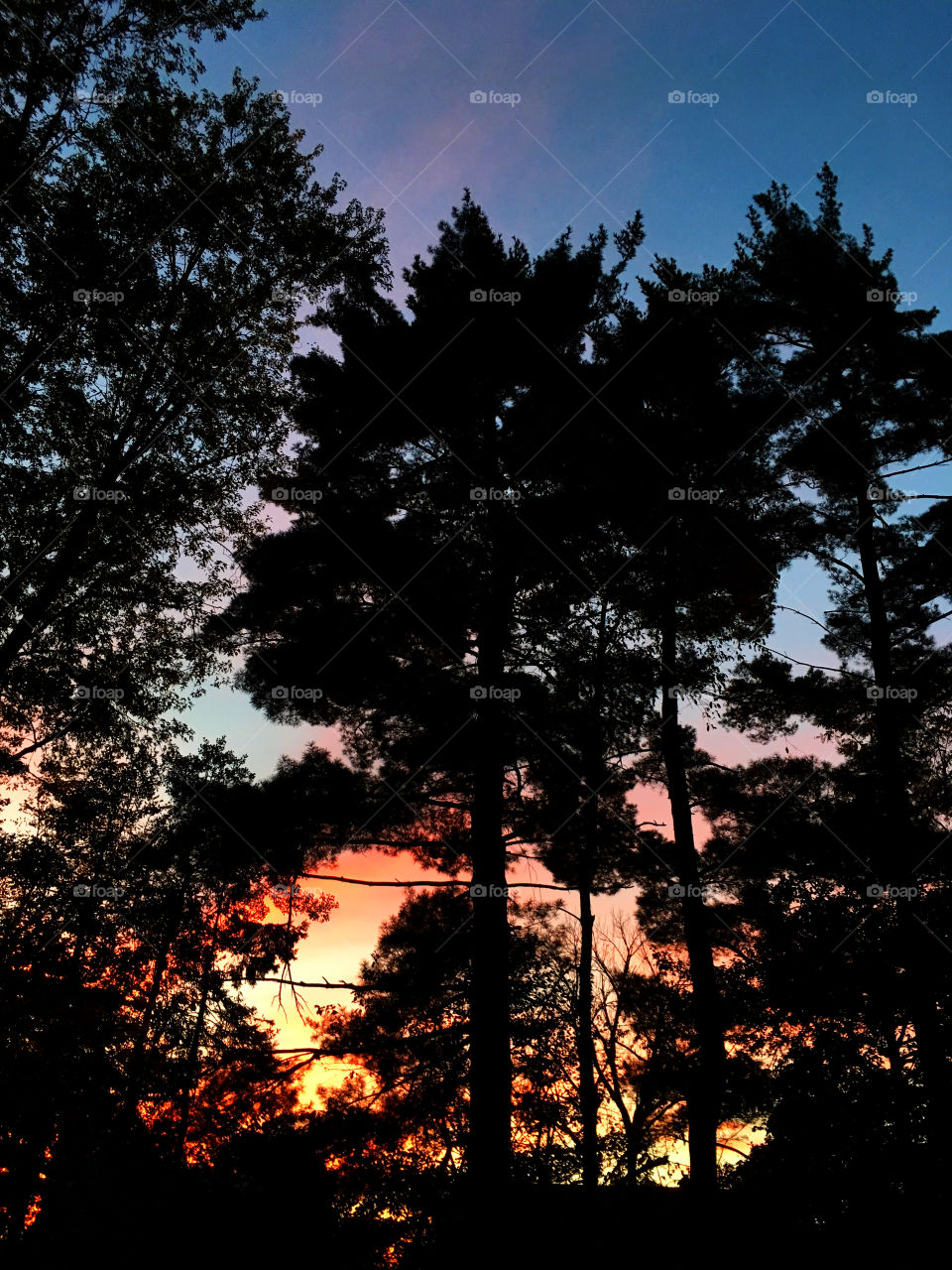 Sunset and trees