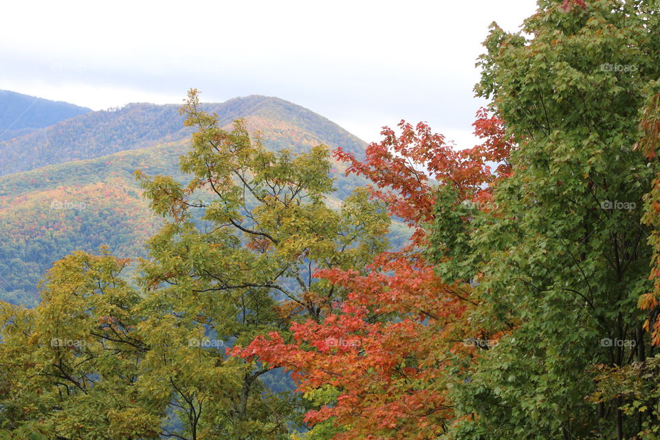 Colors here and there, colors to see every where. Oh the peak of the mountain you go to see the amazing colors in the trees and air.