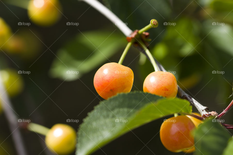Ripe and unripe cherry on a branch in garden. close up