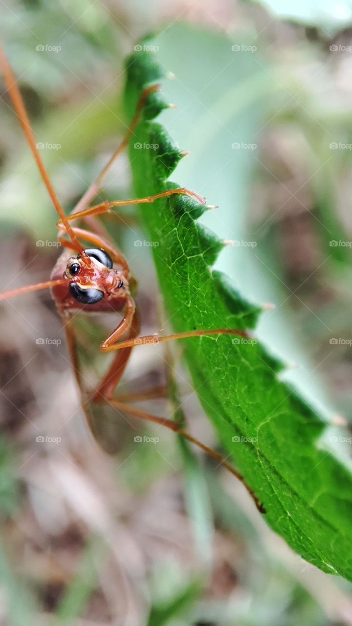 Ichneumon Wasp