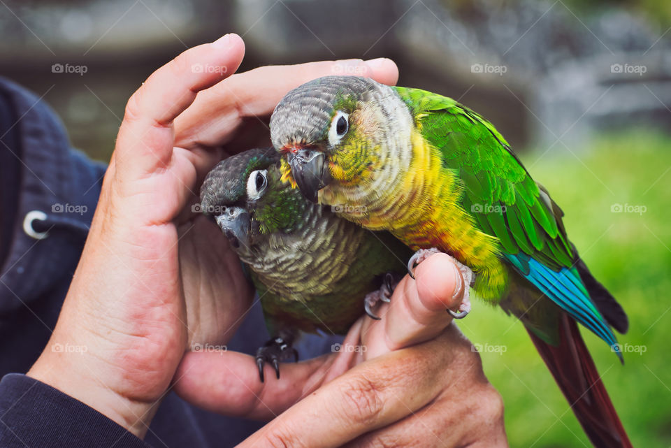 Green parrots sitting on a finger