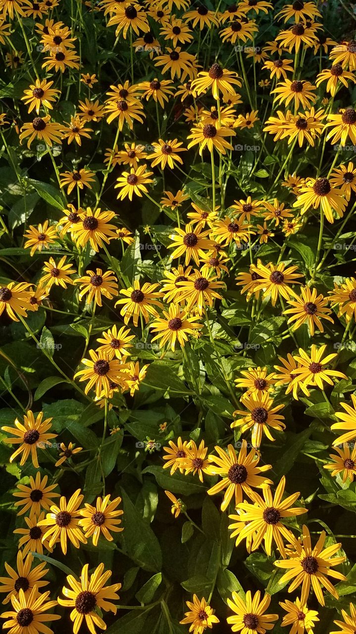 black eyed susan's