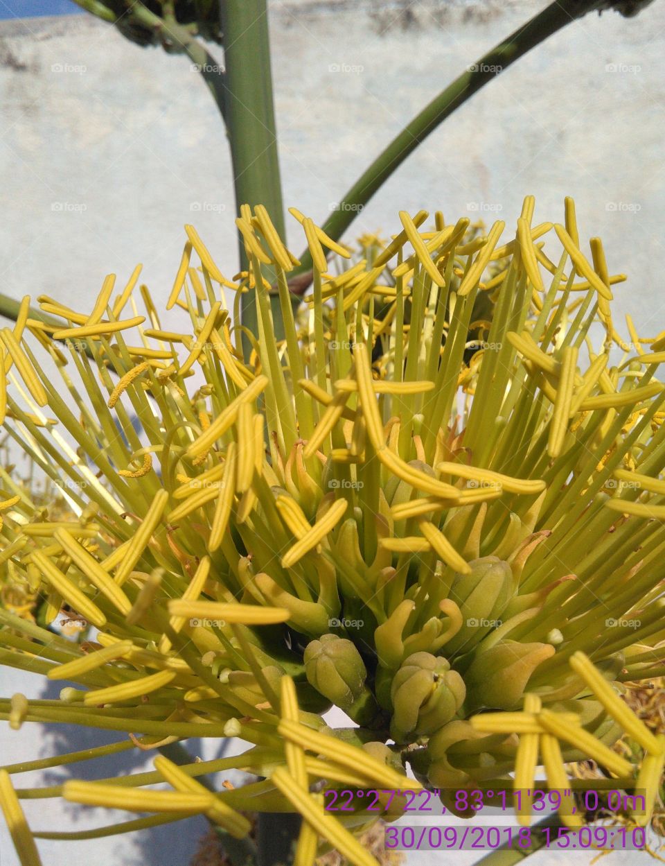 Yalo is a species in which petals place Hankadbhut only flakes Trhः flower pollen species of flower coler.