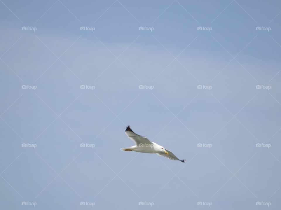 Seagull flying. Seagull flying