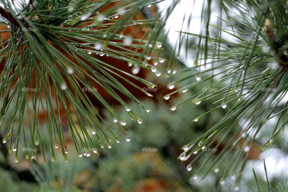 water rain pine tree pine by Petalskull