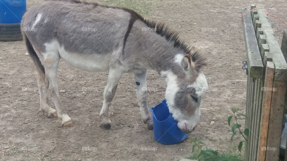 Donkey