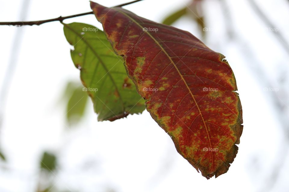 Colourful leafs 🍃 