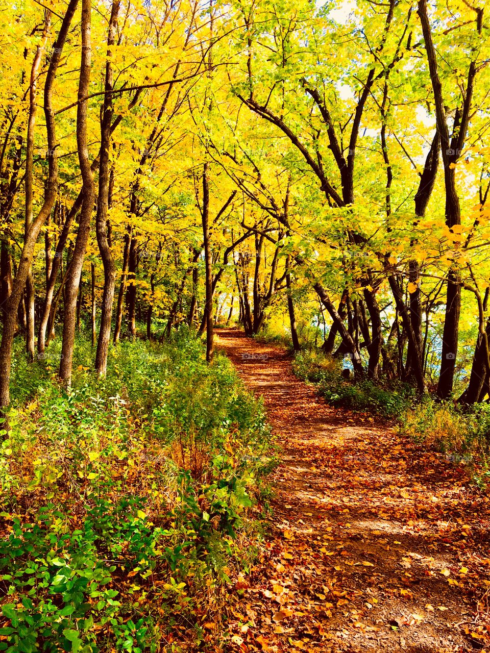 Fall Yellow Trail