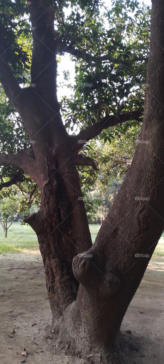 mango tree in garden