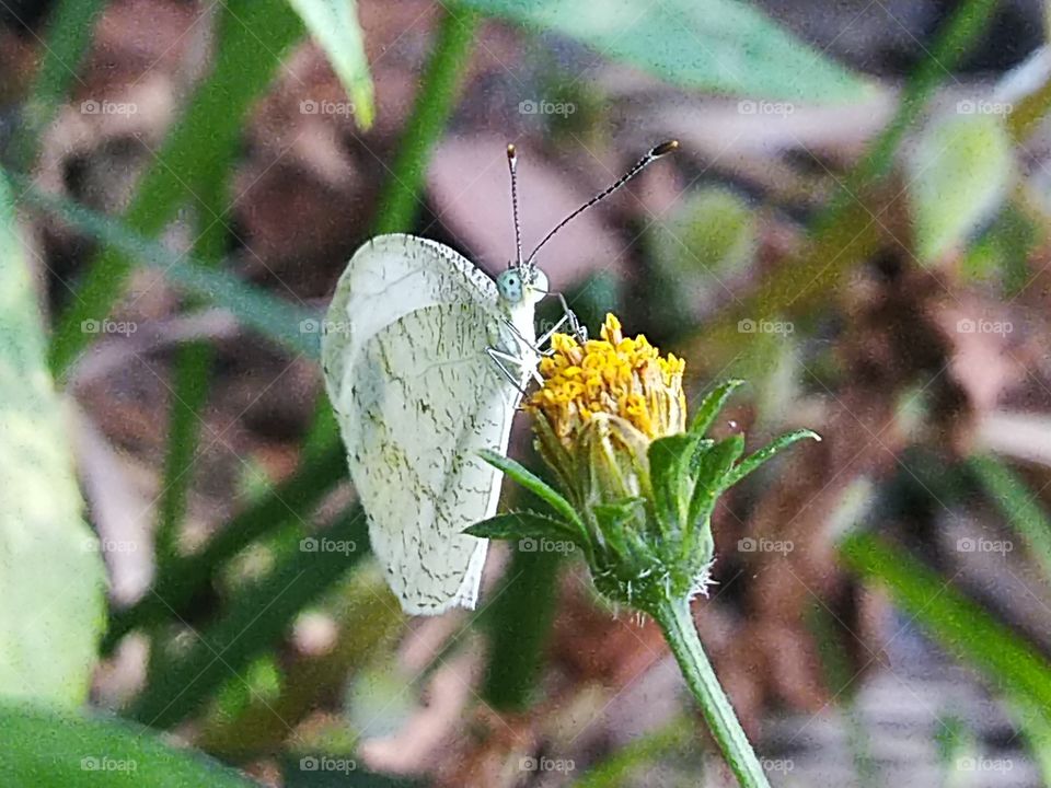 White butterfly perched on flower