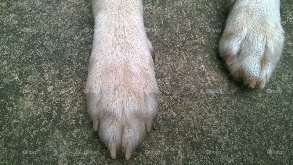 Dog hands