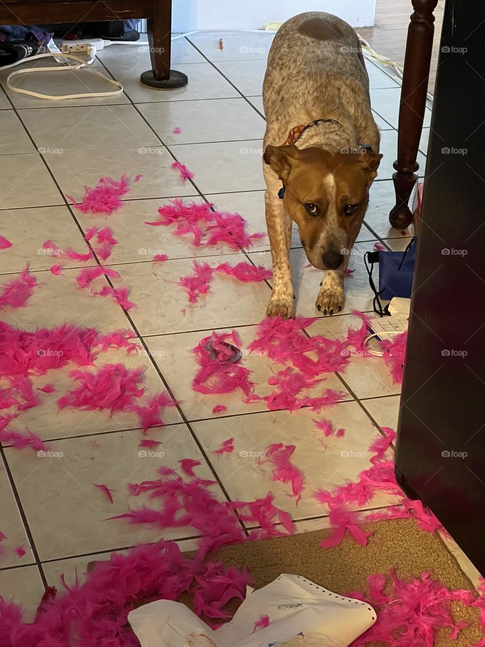 Bad dog knows she did wrong. 