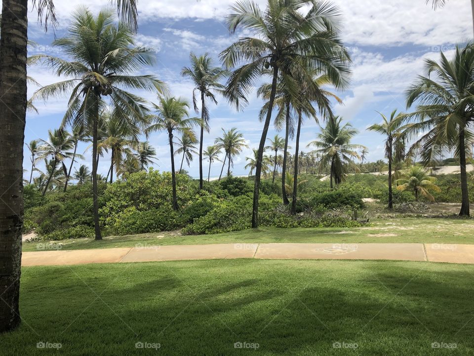 coconut trees on the beach