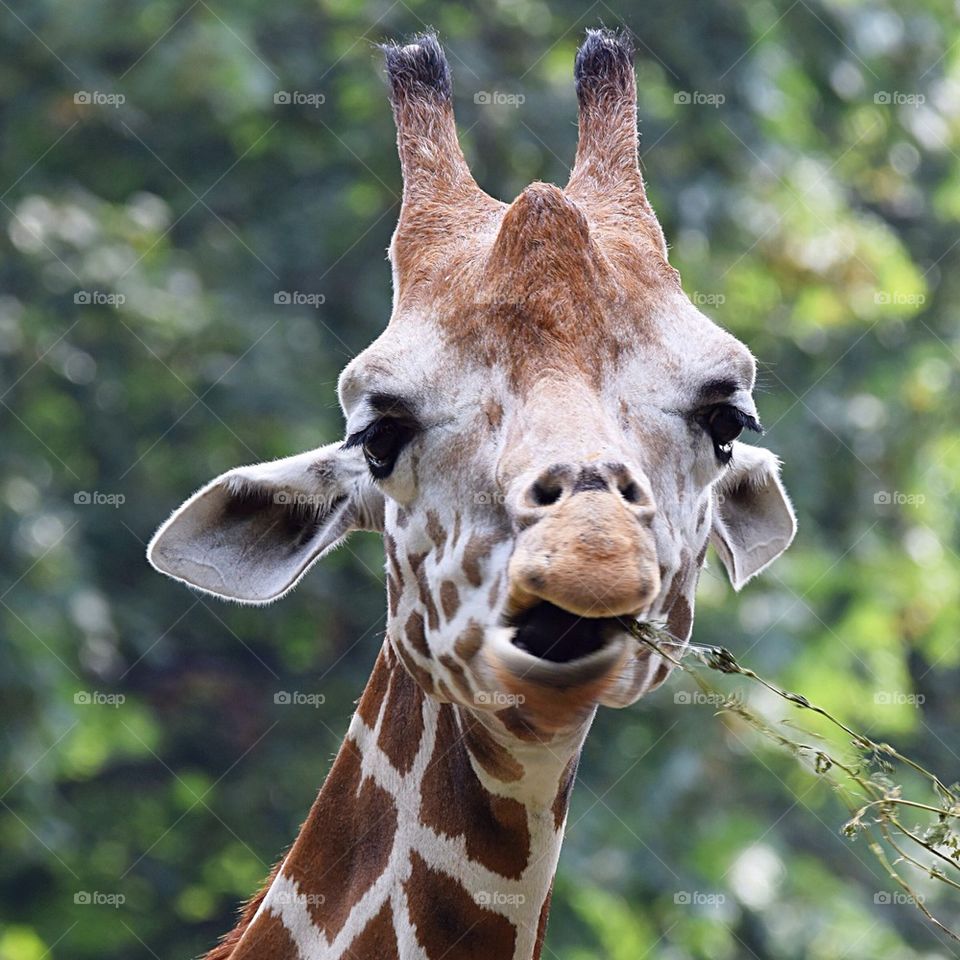 Giraffe