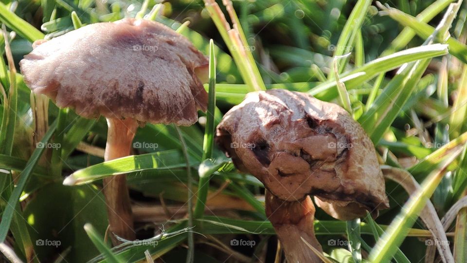 Mushrooms on grass