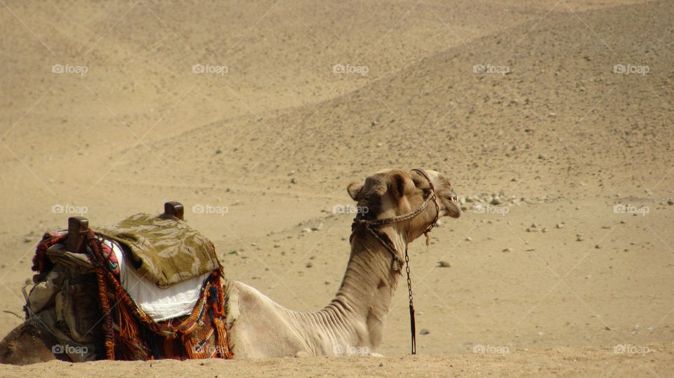 Desert, Camel, Sand, Mammal, People