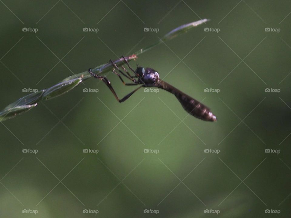 leptogaster is waiting for prey