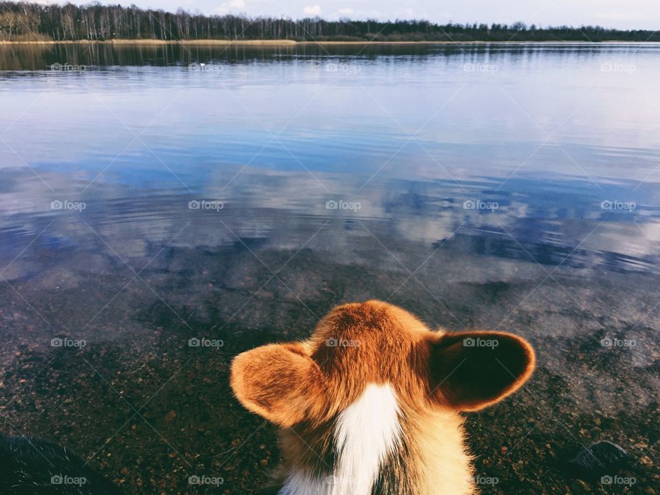 A dog looking out over the lake