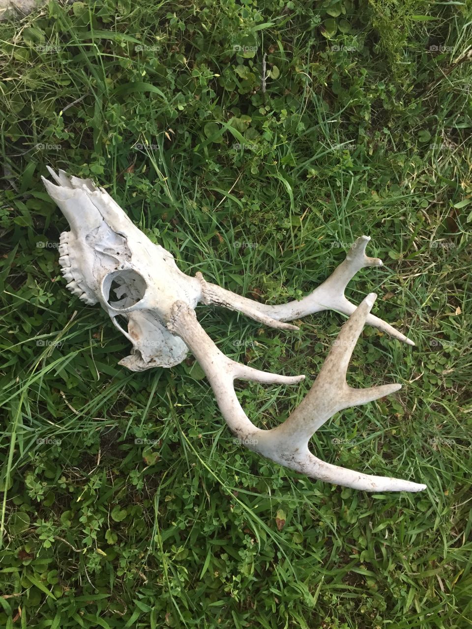 Deer skull
