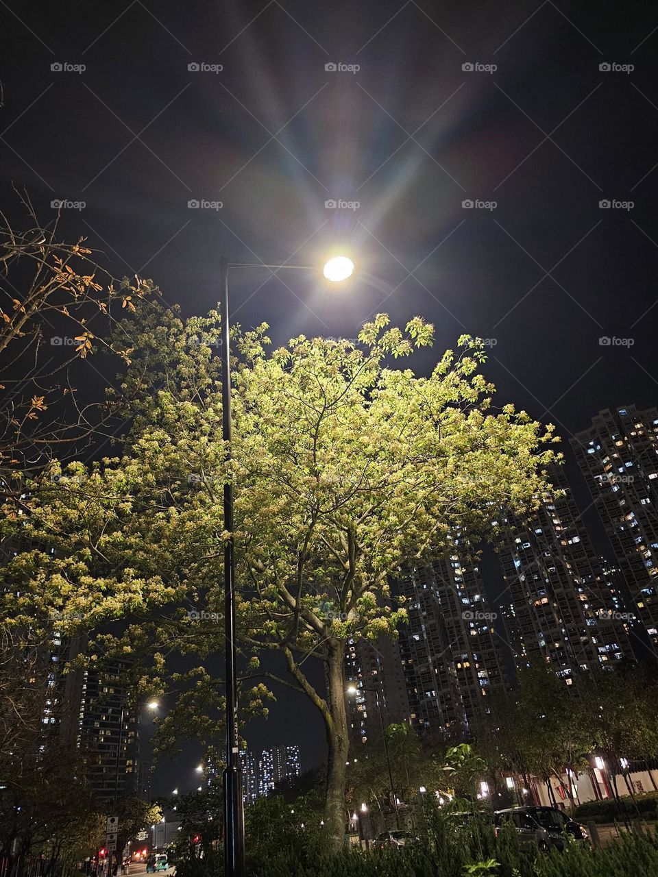 Street light and tree Hong Kong