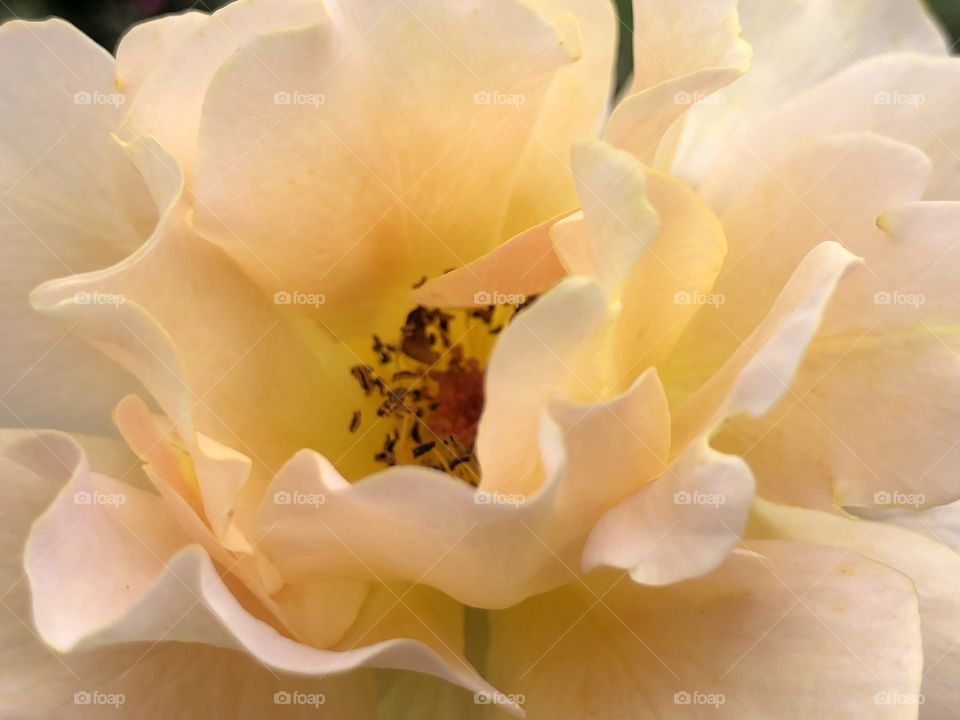 Multi colored Rose from a side angle