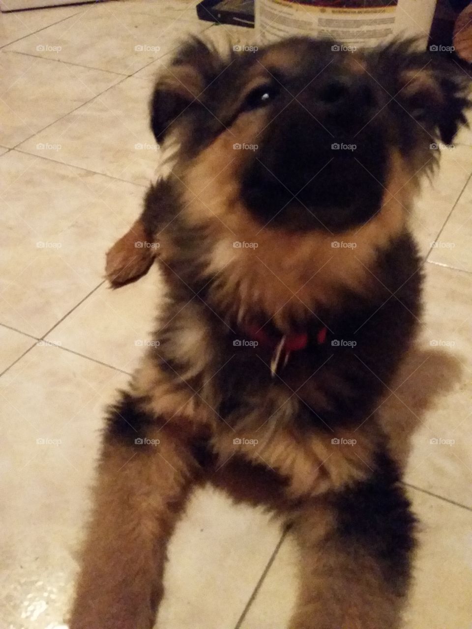 Dog, Mammal, Canine, Pet, Cute