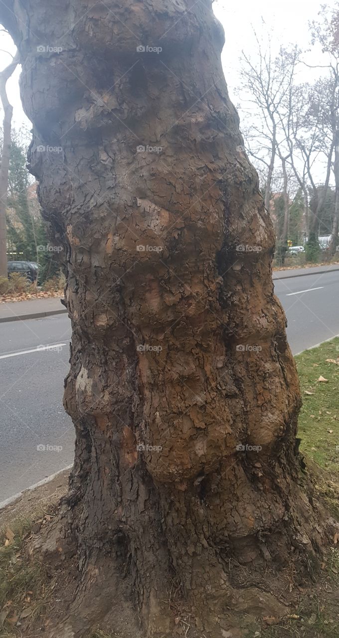 a tree on a street in Berlin
