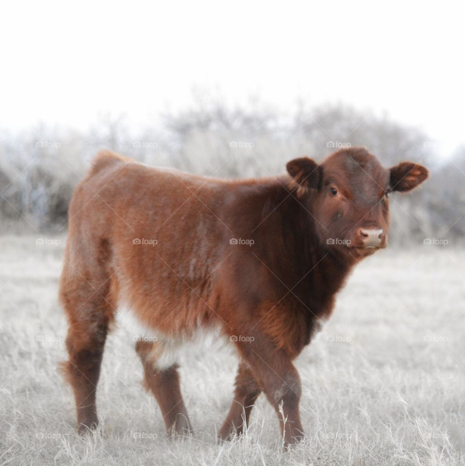 Shorthorn calf. 