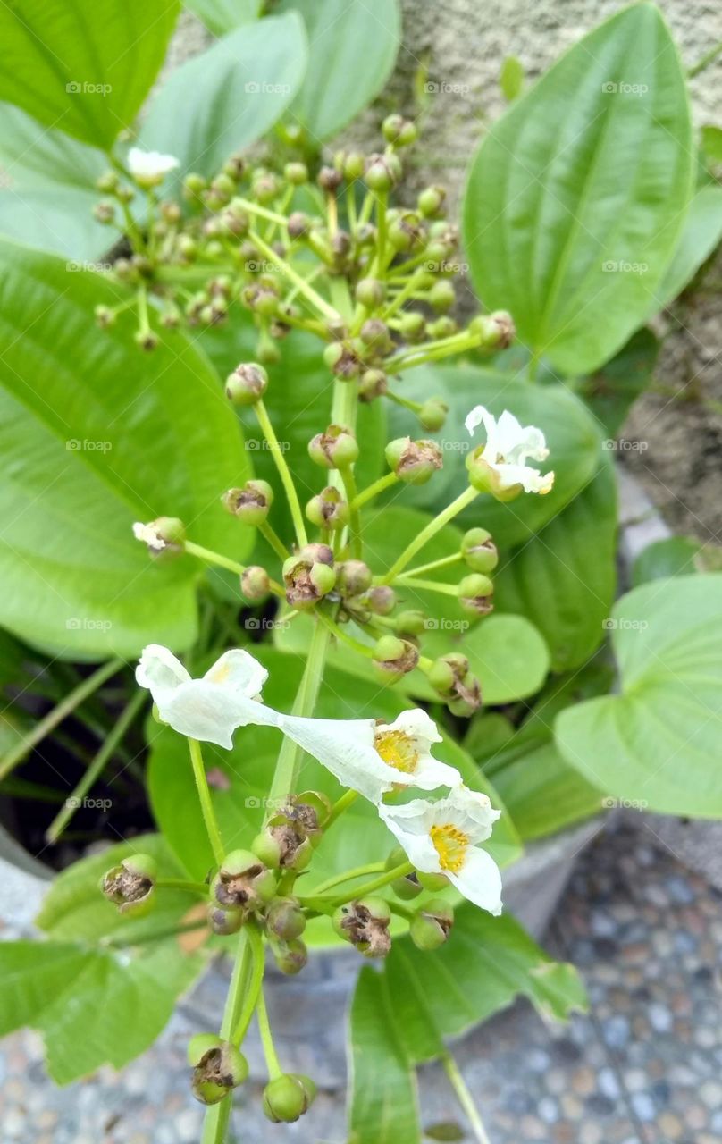 White flower on the park