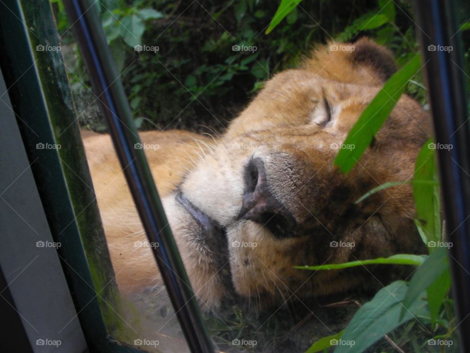 Lioness the queen sleeps