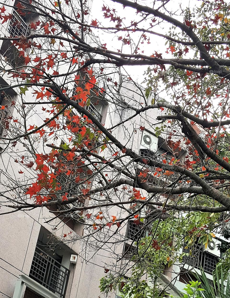 There are red leaves on the tree