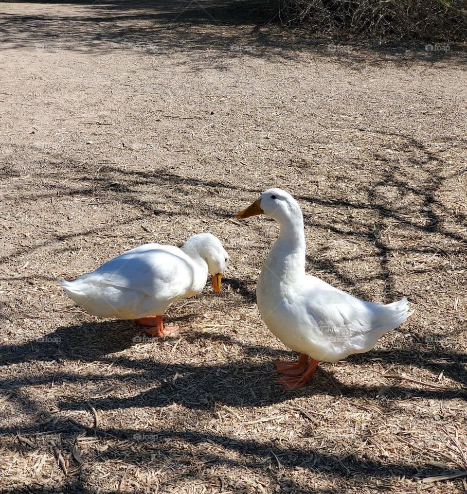 Two White Ducks at the Lake