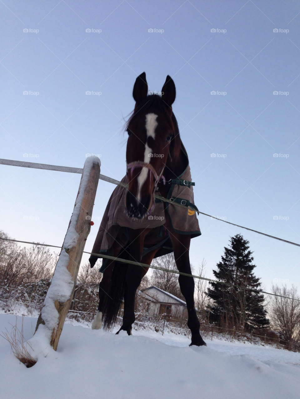 Snow, Cavalry, Winter, Horse, Mammal