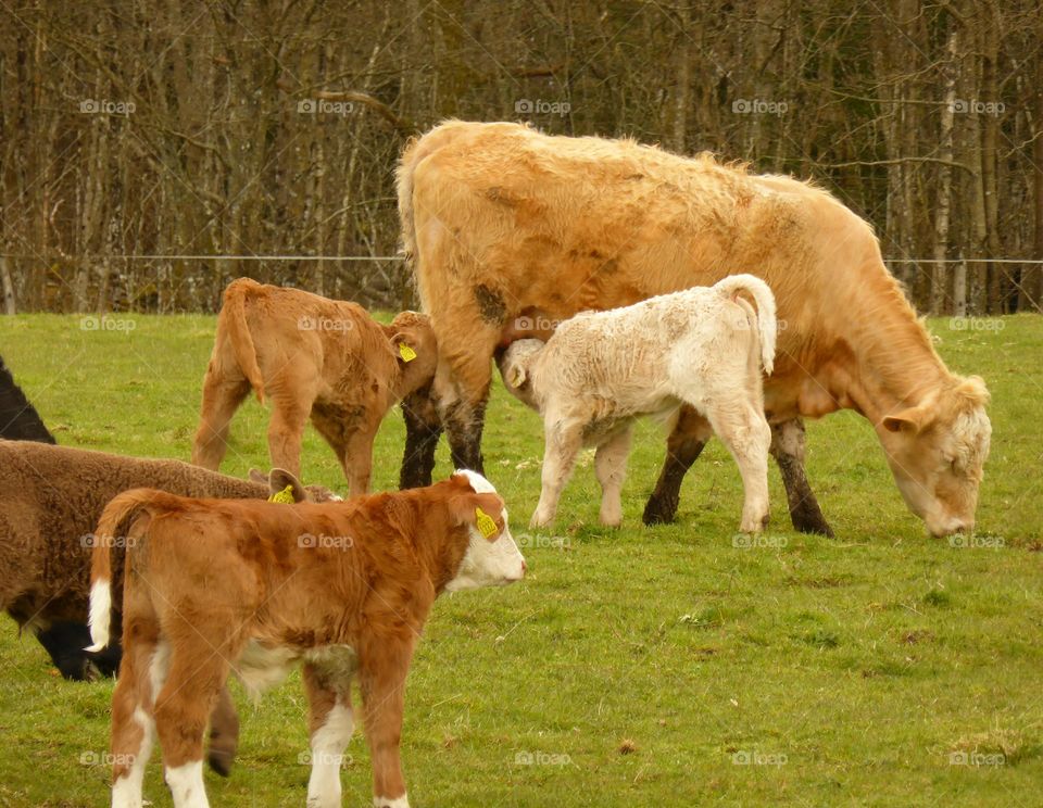 Calfs drinking milk