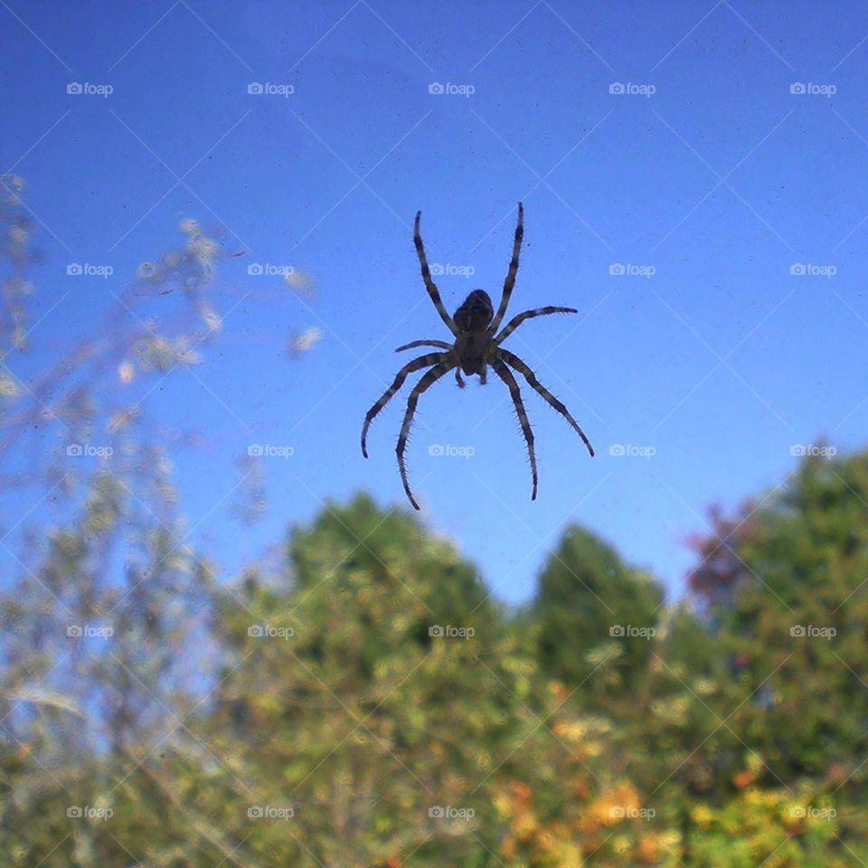 Spider visitor in the window on clear blue Oregon day