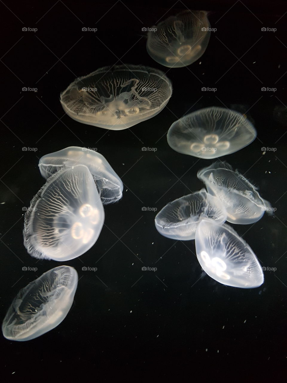 Jellyfish