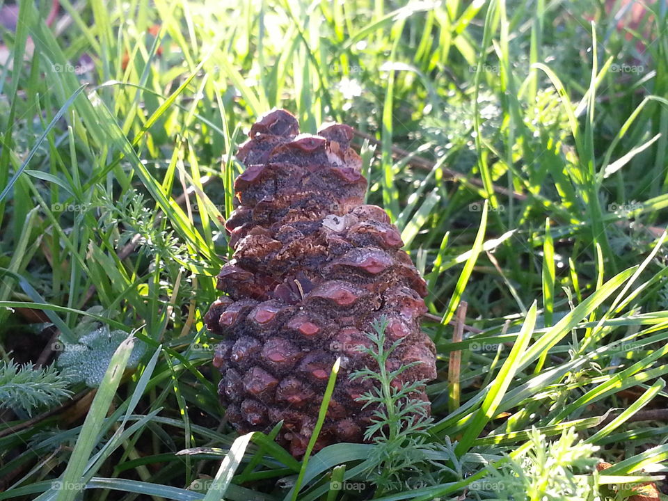 pinecone in grass