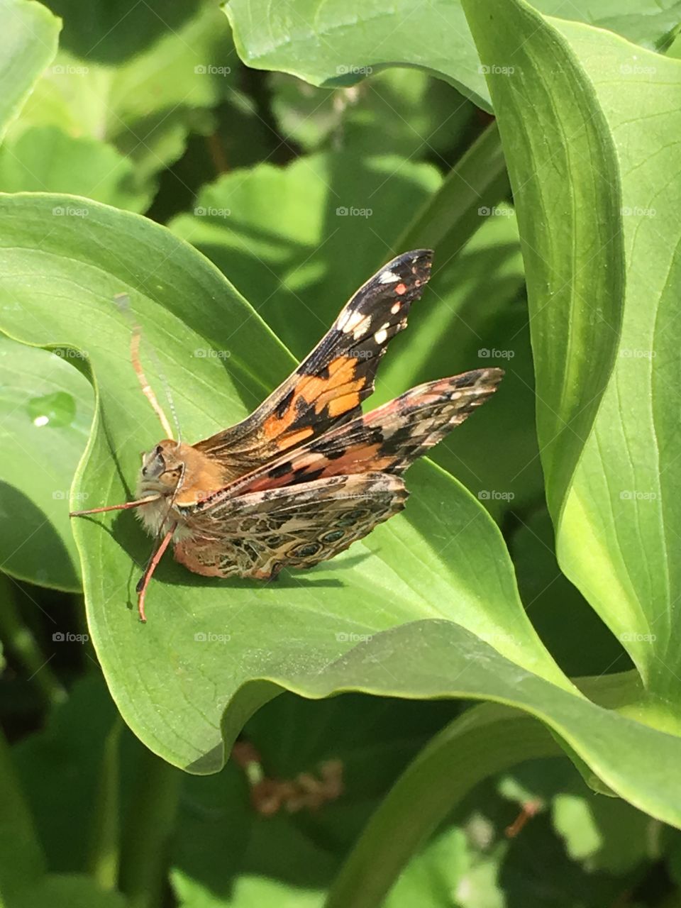 Butterfly with bent wings