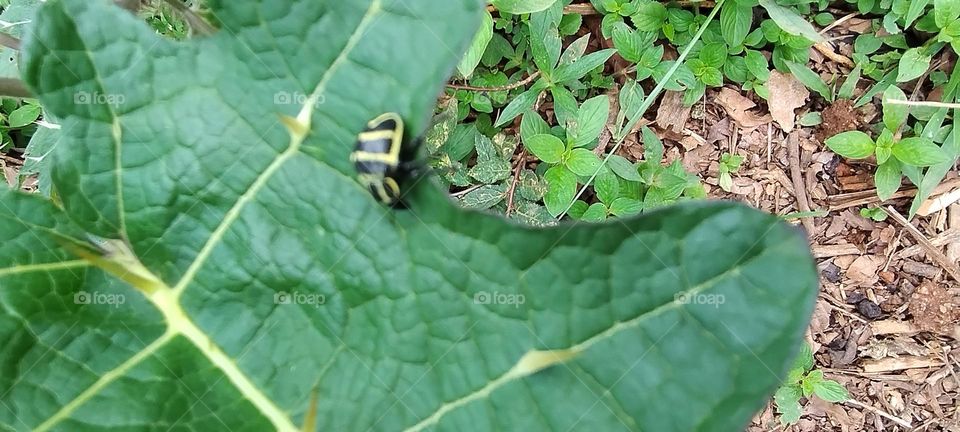 yellow and black ladybug