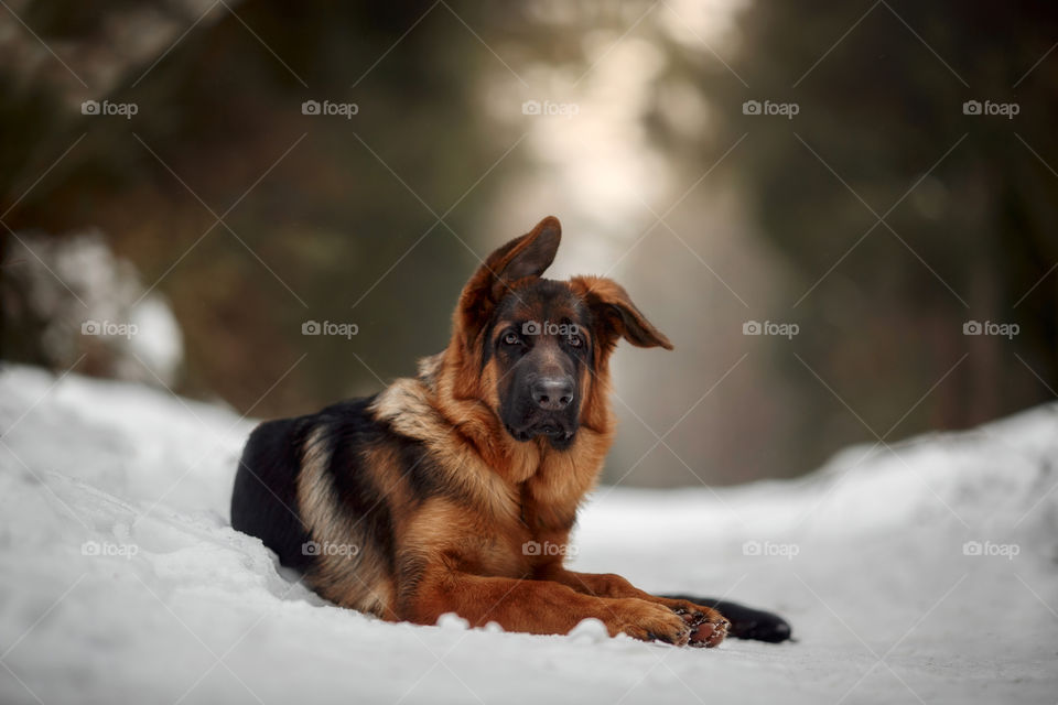 	Red cute german shepherd 5-th months puppy portrait at snow at the winter