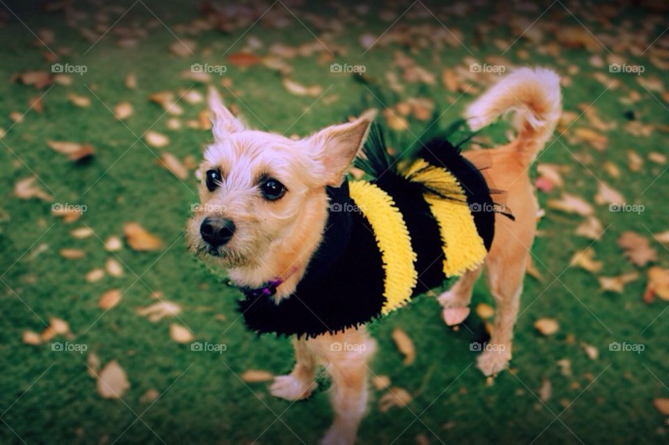 Izzey the Bumblebee