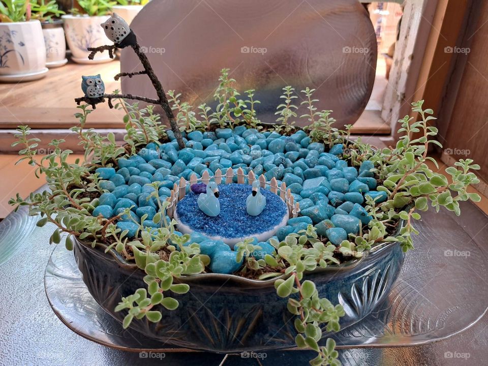 love of swans in a pond filled with water .