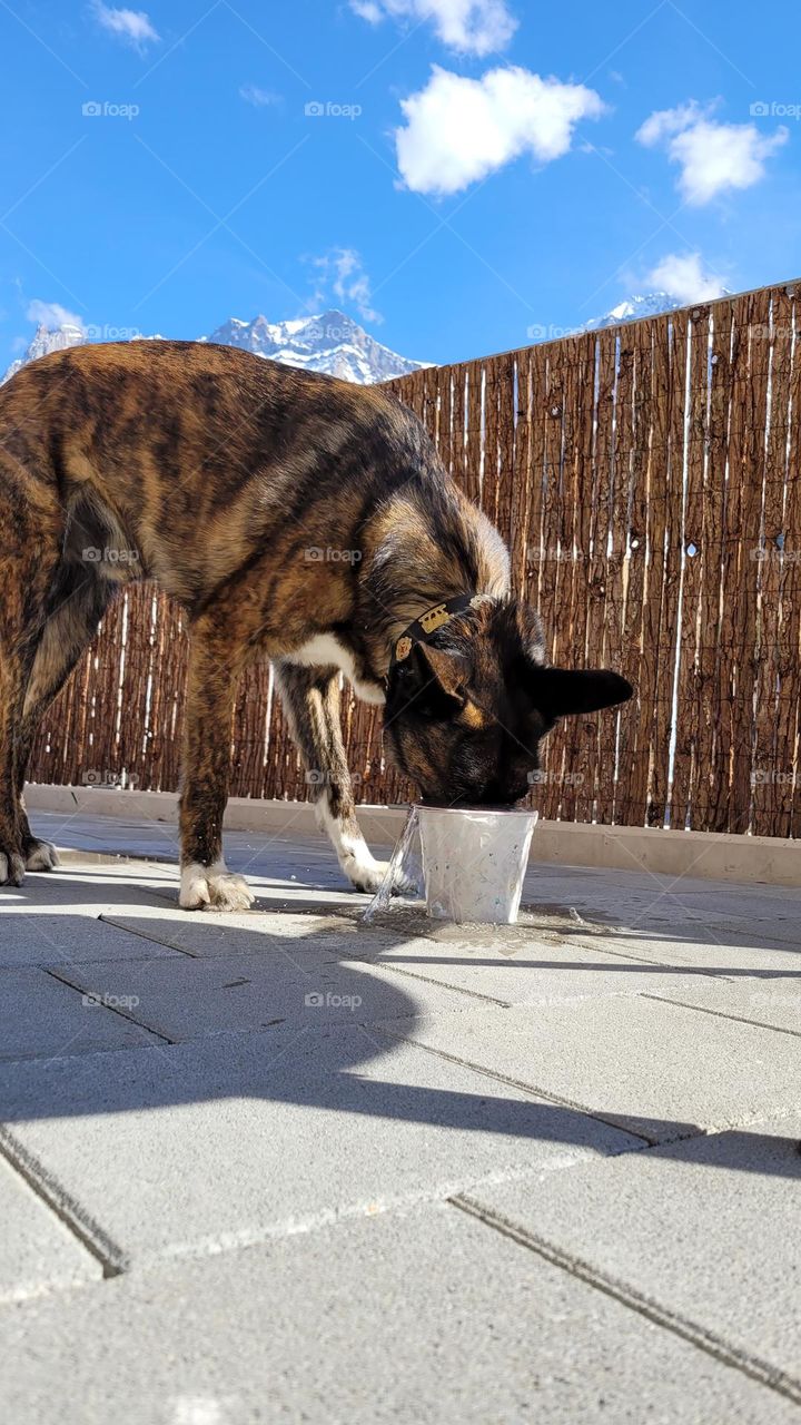 trinkender hund • drinking dog