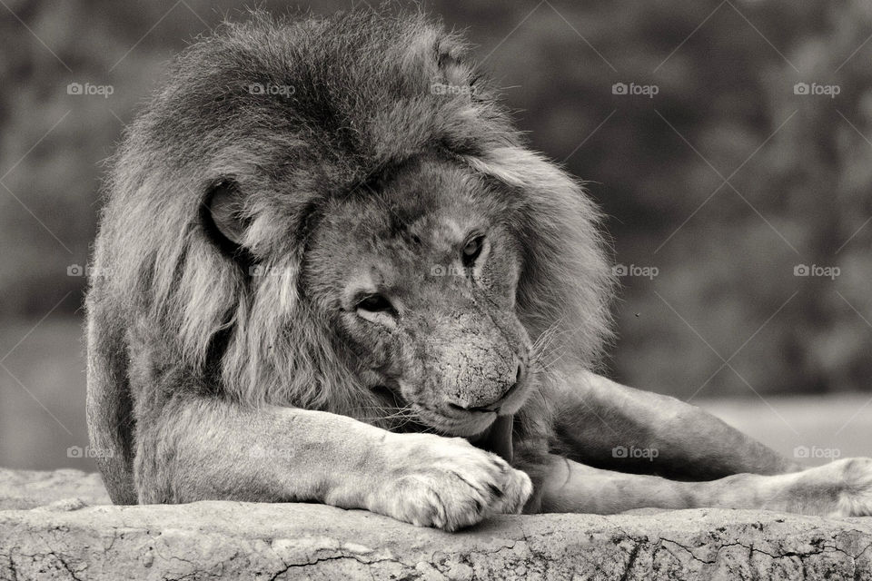 Lion, Cat, Zoo, Wildlife, Portrait