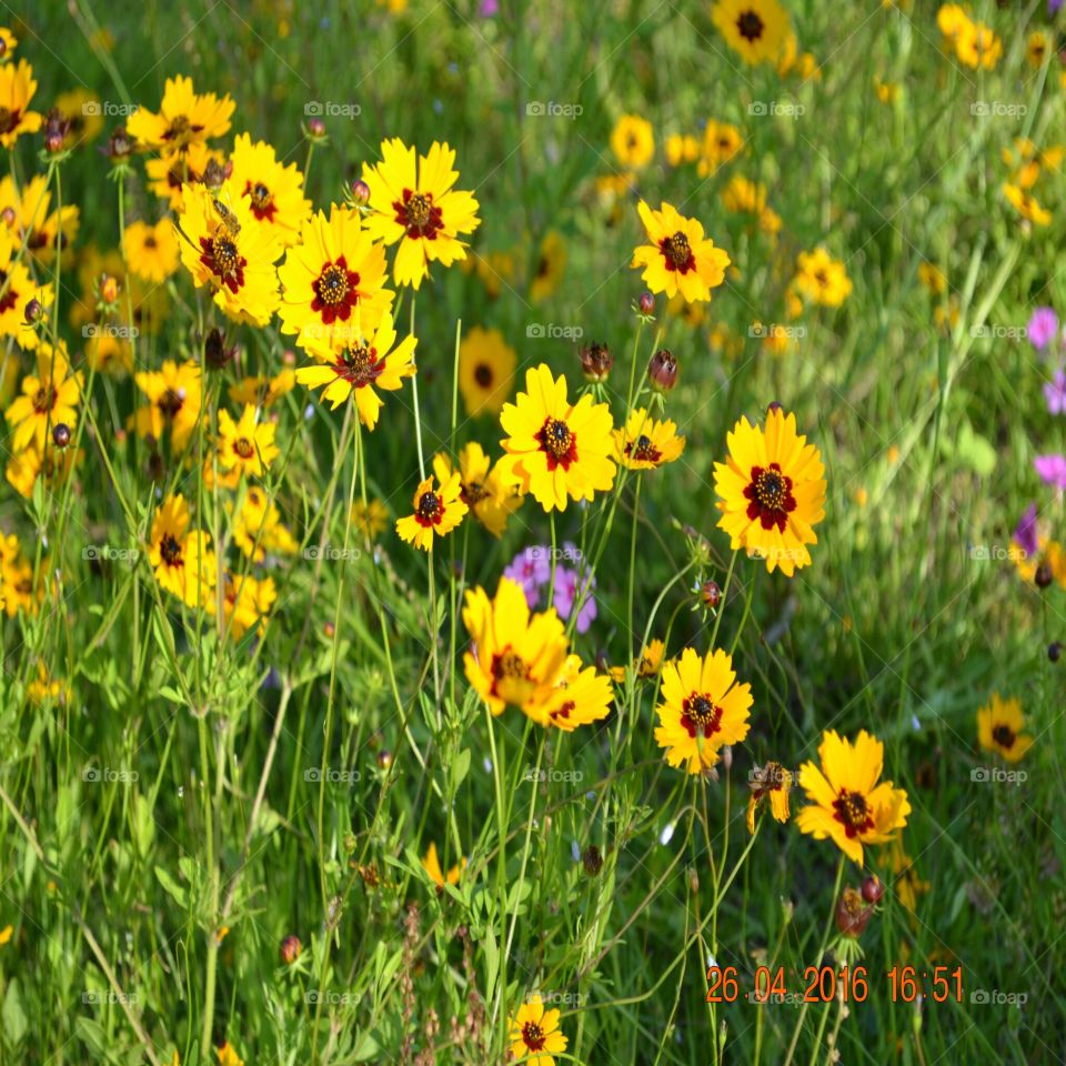 wild flowers