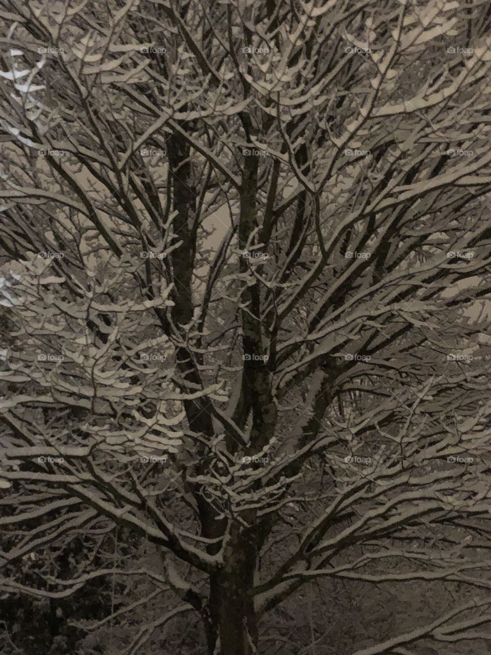 Dressed in White. Winter Tree. Masked. Snow Tree Winter-scapes. Night Glow. 