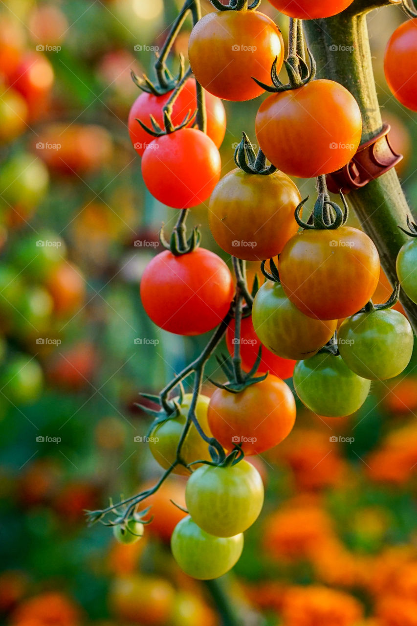 tomatoes on tree in a greenhouse