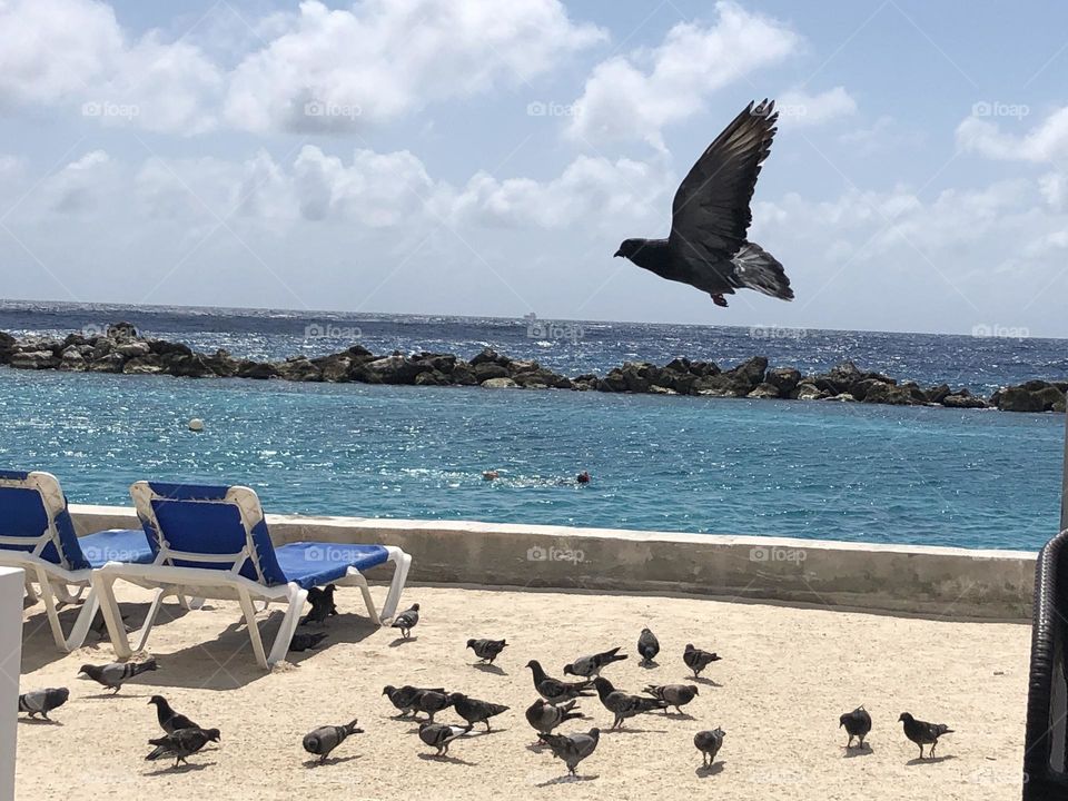 Blackbirds by the ocean