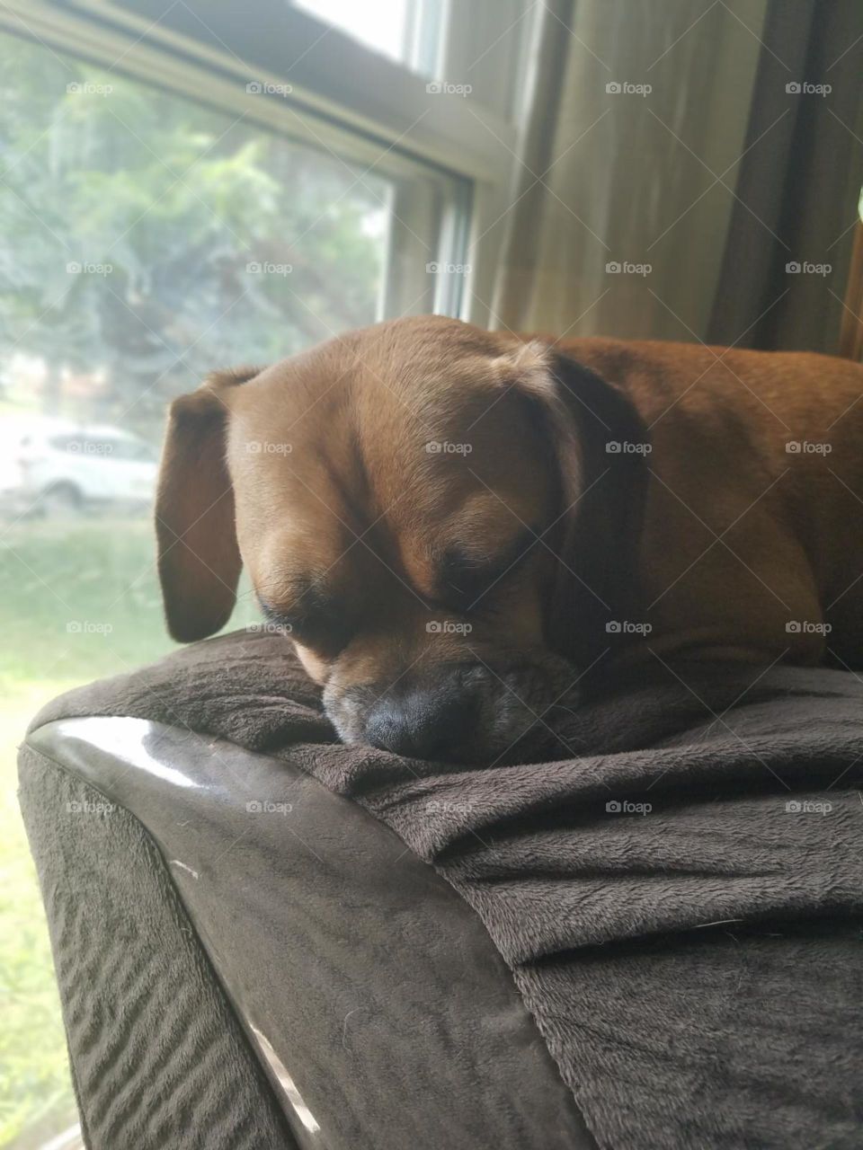 Puppy sleeping by the window